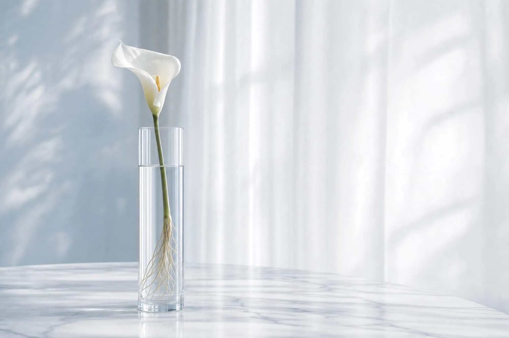A white calla lily in clear glass with its stems visible in the water